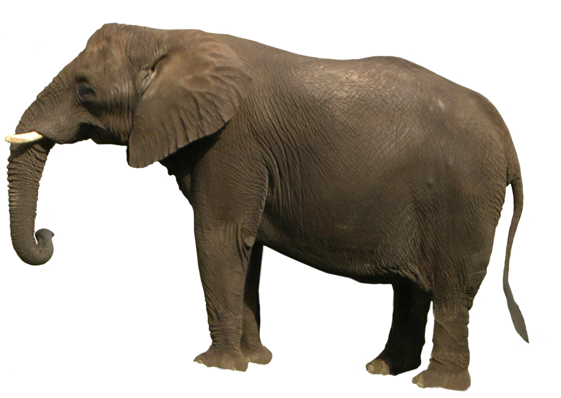 Mitt